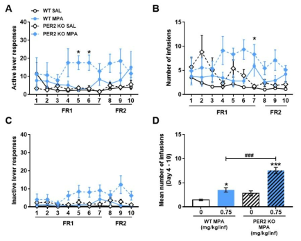 Per2 KO 생쥐에서 Camfetamine 자가투여시험 Mice were subjected to a 10-day SA test, 2 h/day, under the FR1 schedule for the first 7 days and FR2 for the next 3 days, with 0.75 mg/kg/infMPA. (A) Active lever responses, (B) number of infusions, (C) inactive lever responses, (D) mean number of infusions during the 4thto 10thsession of SA. n = 9 – 10. Values are mean ± S.E.M. *p < 0.05, ***p < 0.001 (vs SAL), and ###p < 0.001 (vs WT)