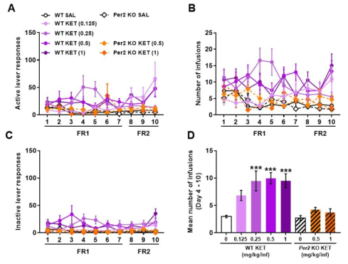 Per2 KO 생쥐에서 케타민 자가투여시험 Mice were subjected to a 10-day SA test, 2 h/day, under the FR1 schedule for the first 7 days and FR2 for the next 3 days, with 0.5 and 1 mg/kg/infKET. (A) Active lever responses, (B) number of infusions, (C) inactive lever responses, (D) mean number of infusions during the 4thto 10thsession of SA. n = 4 – 18. Values are mean ± S.E.M. ***p < 0.001 (vs SAL)