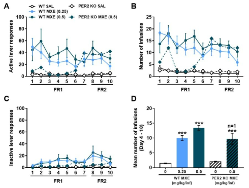 Per2 KO 생쥐에서 메톡세타민 자가투여시험 Mice were subjected to a 10-day SA test, 2 h/day, under the FR1 schedule for the first 7 days and FR2 for the next 3 days, with 0.25 and 0.5 mg/kg/infMXE. (A) Active lever responses, (B) number of infusions, (C) inactive lever responses, (D) mean number of infusions during the 4thto 10thsession of SA. n = 1 – 10. Values are mean ± S.E.M. ***p < 0.001 (vs SAL)