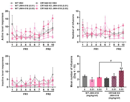 Cryab KO 생쥐에서 JWH-018 자가투여시험 Mice were subjected to a 10-day SA test, 2 h/day, under the FR1 schedule for the first 7 days and FR2 for the next 3 days, with 0.01 and 0.03 mg/kg/infJWH-018. (A) Active lever responses, (B) number of infusions, (C) inactive lever responses, (D) mean number of infusions during the 4thto 10thsession of SA. n = 7 – 11. Values are mean ± S.E.M. **p < 0.01(vs VEH) and #p < 0.01 (vs WT)