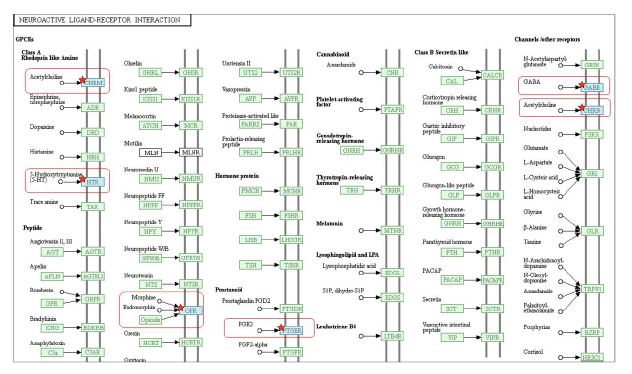 Neuroactive ligand-receptor interaction