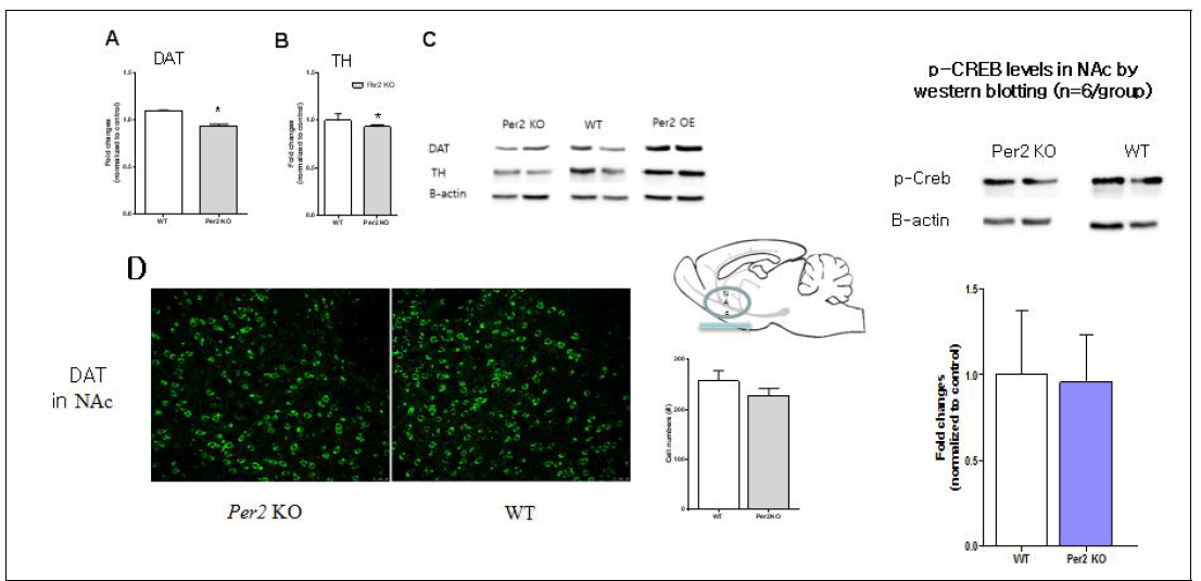 DAT and TH expression levels by western blot and immunofluorescence. (A) DAT expression level in NAC of Per2 TG and WT mice. (B) TH expression level in NAC of Per2 TG and WT mice. (C) DAT and TH protein bar (D) Expression levels immunostaining against DAT expression levels in NAc of Per2 KO, and WT mice. * P < 0.05, ** P < 0.01, *** P < 0.001, * indicates significantly different than WT. KO, knockout mice; WT, wild type mice