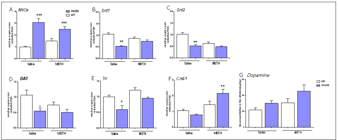 methamphetamine 투여 후 뇌조직에서 도파민 관련 유전자 발현 비교