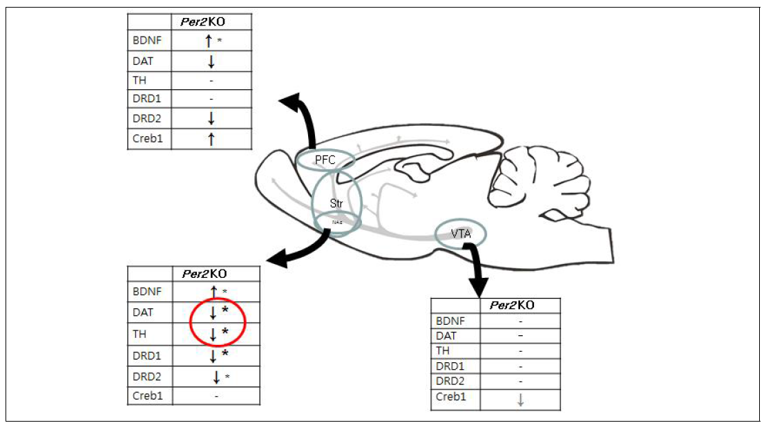 Summary of dopamine-related genes expression levels Expression levels of BDNF, and dopamine-related genes were measured in Per2 KO and WT mice non-treated by qPCR. * P < 0.05, * indicates significantly different than WT. KO, knockout mice; WT, wild type mice; DAT, dopamine transporter; TH, tyrosine hydroxylase; DRD1, dopamine receptor D1; DRD2, dopamine receptor D2; Creb1, cAMP Responsive Element Binding Protein1