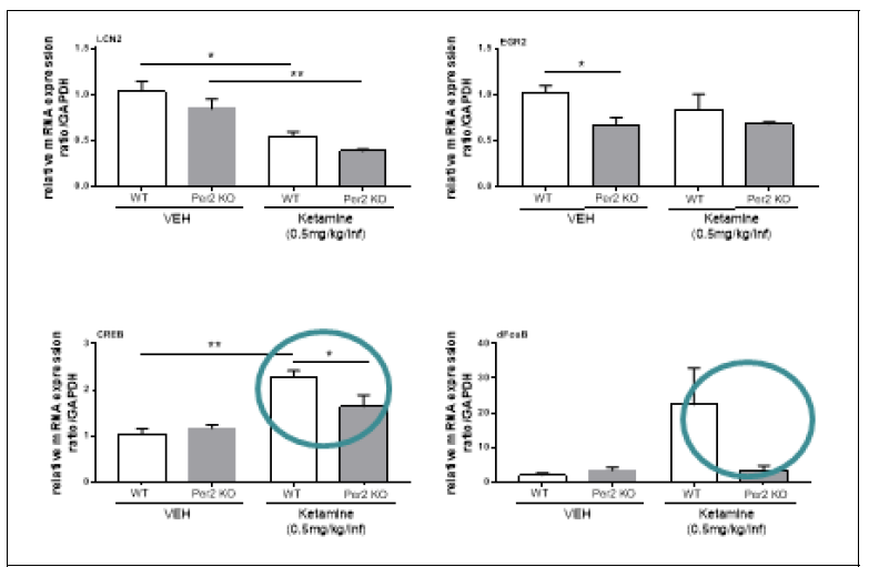 정상동물 및 Per2 KO 동물에서 케타민 자가투여 후 선조체에서의 생제지표 변화