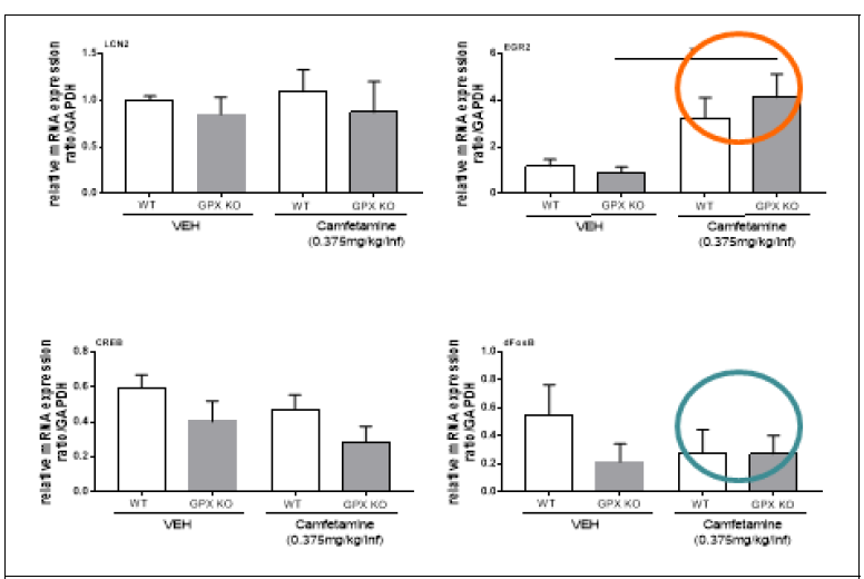 정상동물 및 GPX-1 KO 동물에서 camfetamine 자가투여 후 선조체에서의 생제지표 변화