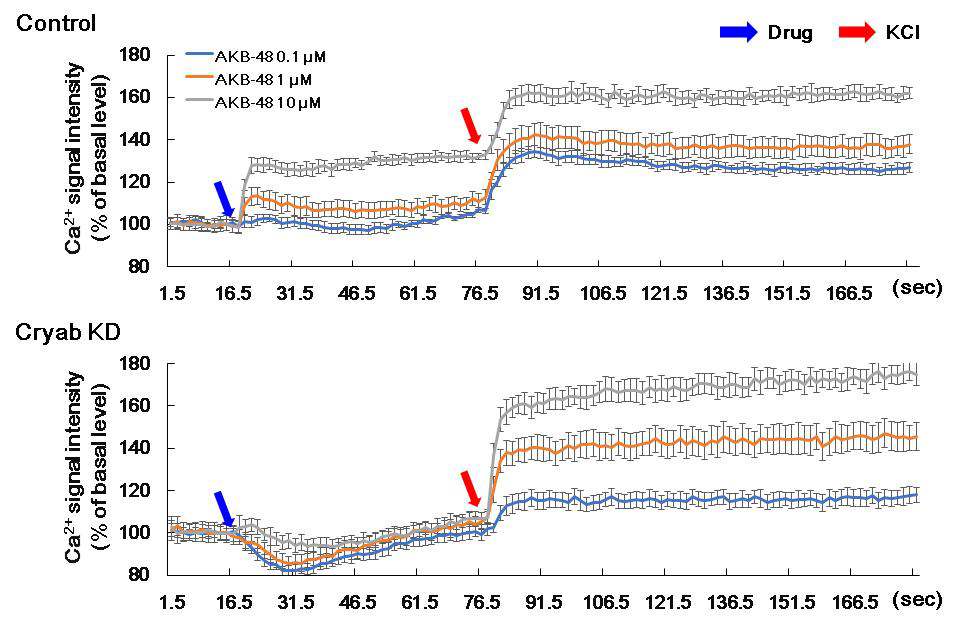 Ca2+ signal intensity by AKB-48 in PC12 cells. The Ca2+ signal intensity was performed as methods section by using AKB-48(0.1, 1, 10 μM) in PC12 and Cryab KD PC12 cells. Data are expressed as the mean ± S.E. (n = 6 for each group) Cryab: alpha-crystallin B; KD: knock down