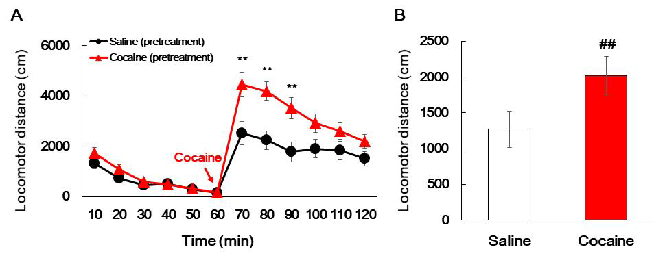 Effect of cocaine-induced sensitization in the locomotor activity. The rats were injected with saline (vehicle group) or 15 mg/kg cocaine·HCl (cocaine group) for 5 days and then gave drug-free day for 2 days. The 8th day, rat were measured locomotor activity for 60 mins before and after administration with 15 mg/kg cocaine·HCl. (A) Locomotor distance for each 10 minutes (n=20, two-way RM ANOVA test, **p<0.01 vs. saline). (B) Locomotor distance after cocaine·HCl injection (n=20, T-test, ##p<0.01 vs. saline). Data are expressed as the mean ± S.E. of 20 animals per group