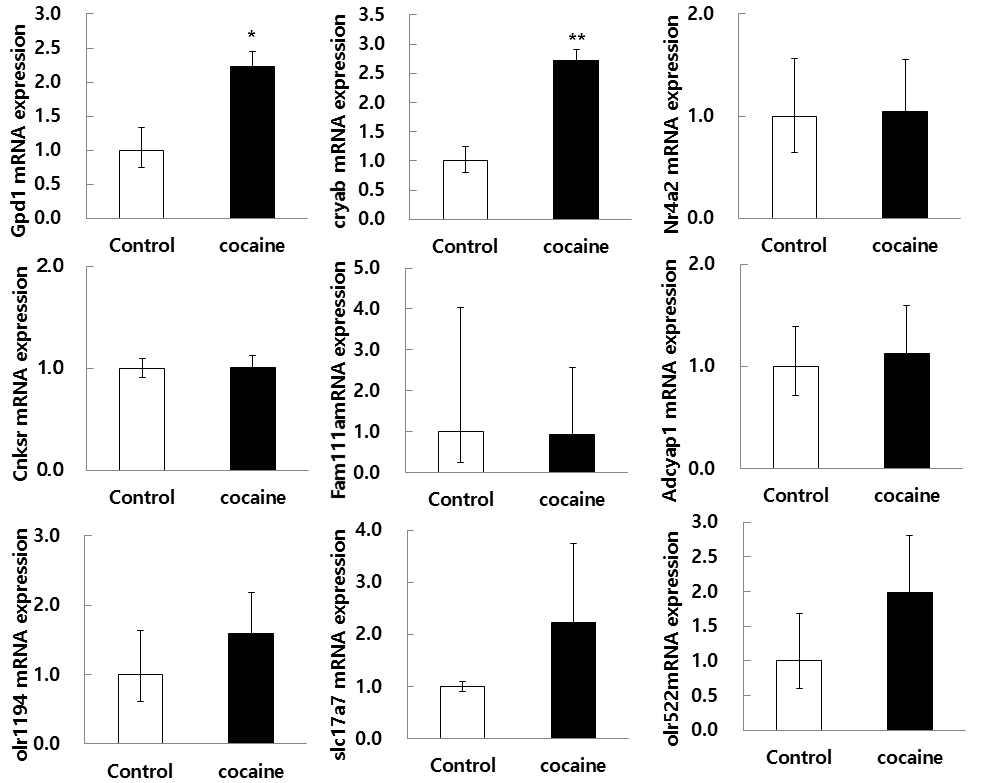 qRT-PCR results in the nucleus accumbens (NAc) of rat brain. The rats were injected with vehicle or 15mg/kg cocaine (5 day) and dissected. Each DNA expression was normalized to the relative amplification of GAPDH. Data are expressed as the mean ± S.E. of 8 animals per group. (n=4, student t-test *p<0.05, **p<0.01 vs control)