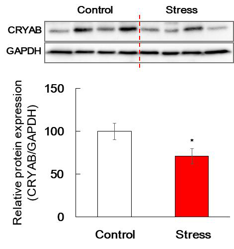 Results of Western blotting in the mice striatum stimulated by stess. The mice were stimulated by resistant stress. Each protein expression was normalized to the relative amplification of GAPDH. Data are expressed as the mean ± S.E.(n=10 for each group, Student's t-test, *p<0.05 vs. Control group)