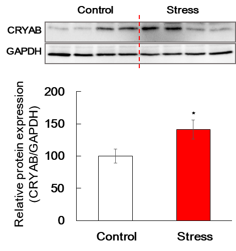 Results of Western blotting in the mice nucleus accumbens stimulated by stess. The mice were stimulated by resistant stress. Each protein expression was normalized to the relative amplification of GAPDH. Data are expressed as the mean ± S.E. (Control, n=9, Stress, n=10 for each group, Student's t-test, *p<0.05 vs. Control group)