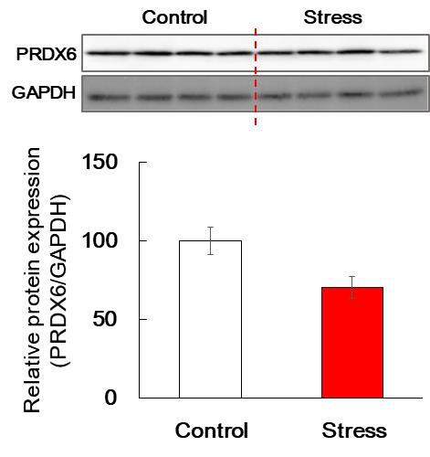 Results of Western blotting in the mice nucleus accumbens stimulated by stess. The mice were stimulated by resistant stress. Each protein expression was normalized to the relative amplification of GAPD(Control, n=9, Stress)