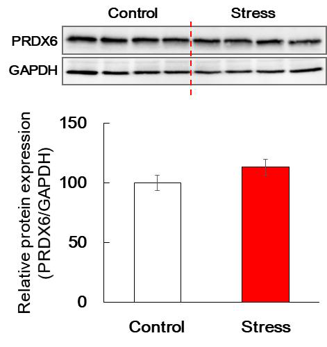 Results of Western blotting in the mice nucleus accumbens stimulated by stess. The mice were stimulated by resistant stress. Each protein expression was normalized to the relative amplification of GAPDH(n=10 for each group)