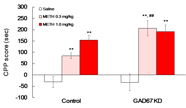 Effect of methamphetamine on conditioned place preference test. The mice were treated with either a negative control vector or CRISPR/Cas9 GAD67 gRNA vector (0.4 μ g/1.5 μL, striatal injection) once, and then CPP test was performed as methods section by using saline or methamphetamine (0.3, 0.5 mg/kg, i.p.) after 7 days from striatal injection day. Data are expressed as the mean ± S.E. (n=5-39 for each group, Two-way ANOVA followed by Holm-Sidak post-hoc method, **p<0.01 vs. each Saline group, ##p<0.01 vs. each Control/METH group). CPP: Conditioned place preference. METH: Methamphetamine. KD: Knockdown