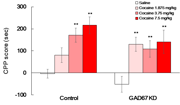 Effect of cocaine on conditioned place preference test. The mice were treated with either a negative control vector or CRISPR/Cas9 GAD67 gRNA vector (0.4 μg/1.5 μL, striatal injection) once, and then CPP test was performed as methods section by using saline or cocaine (3.75, 7.5 mg/kg, i.p.) after 7 days from striatal injection day. Data are expressed as the mean ± S.E. (n=4-19 for each group, Two-way ANOVA followed by Holm-Sidak post-hoc method, **p<0.01 vs. each Saline group). CPP: Conditioned place preference. KD: Knockdown