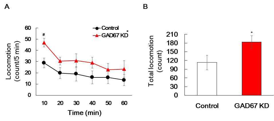 Effect of GAD67 knockdown on locomotor activity test. The mice were treated with either a negative control vector or CRISPR/Cas9 GAD67 gRNA vector (0.4 μg/1.5 μL, striatal injection) once, and then locomotor activity test was performed as methods section after 19 days from striatal injection day. (A) is the mice locomotion measured at 5-minute intervals. Data are expressed as the mean ± S.E. (n=9-12 for each group, Two-way ANOVA followed by Holm-Sidak post-hoc method, *p<0.05). (B) is the mice locomotion on 60 minuets. Data are expressed as the mean ± S.E. (n=9-12 for each group, Student's t-test, *p<0.05 vs. Control group). KD: Knockdown