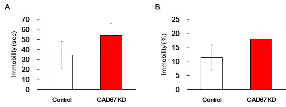 Effect of GAD67 knockdown on forced swimming test. The mice were treated with either a negative control vector or CRISPR/Cas9 GAD67 gRNA vector (0.4 μg/1.5 μL, striatal injection) once, and then FST test was performed as methods section after 23 days from striatal injection day. Data are expressed as the mean ± S.E. (n=9-12 for each group, Student's t-test). FST: Forced swimming test. KD: Knockdown