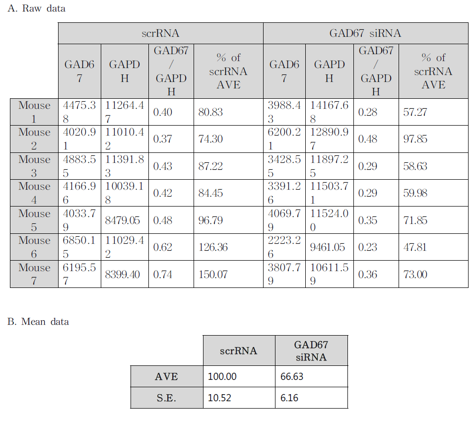 GAD67 siRNA 투여에 의한 GAD67 단백질 발현 변화 결과