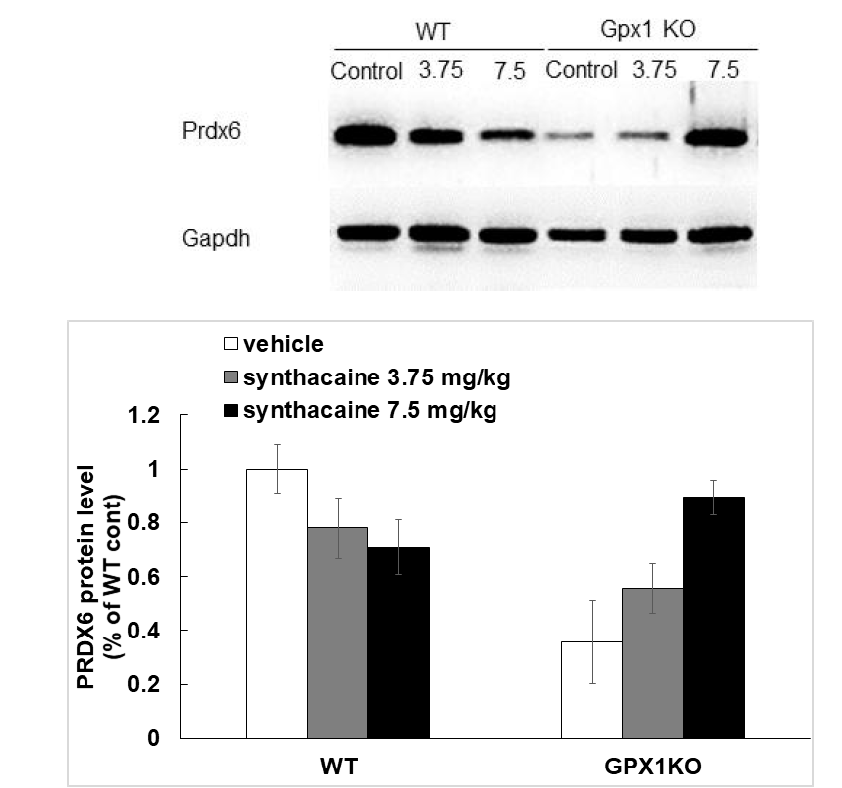 Effect of camfetamine on expression of Prdx6 in Cpu. Brain tissue was sampled immediately after CPP recording. Data are expressed as the mean ± S.E. (two away ANOVA and Holm-sidak test)