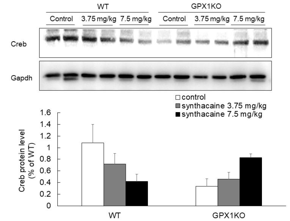 Effect of camfetamine on expression of Creb in Cpu. Brain tissue was sampled immediately after CPP recording. Data are expressed as the mean ± S.E. (two away ANOVA and Holm-sidak test)