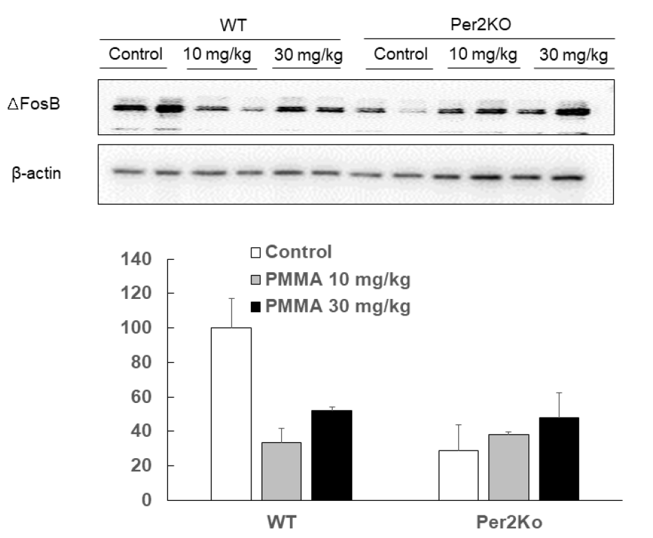 Effect of PMMA on expression of Creb in Cpu. Brain tissue was sampled immediately after CPP recording. Data are expressed as the mean ± S.E. (two away ANOVA and Holm-sidak test)