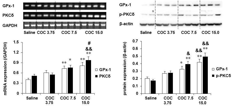 코카인 투여 후 행동민감화와 조건장소선호도를 평가한 야생형 생쥐 (C57BL/6 생쥐)의 선조체에서 GPx-1과 PKCδ mRNA 발현 및 GPx-1과 p-PKCδ 단백질 발현의 변화. COC 3.75, 7.5 or 15.0 = 코카인 3.75, 7.5 or 15.0 mg/kg, i.p. 각 수치는 5-7 마리의 평균 ± 표준오차임. *P<0.05, **P<0.01 vs. Saline;  #P<0.05 vs.COC 7.5 (One-way ANOVA followed by PLSD test)