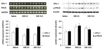 케타민 투여 후 행동민감화와 조건장소선호도를 평가한 야생형 생쥐 (C57BL/6 생쥐)의 선조체에서 GPx-1과 PKCδ mRNA 발현 및 GPx-1과 p-PKCδ 단백질 발현의 변화. KM 5.0 or 10.0 = 케타민 5.0 or 10.0 mg/kg, i.p. 각 수치는 5-8 마리의 평균 ± 표준오차임. One-way ANOVA