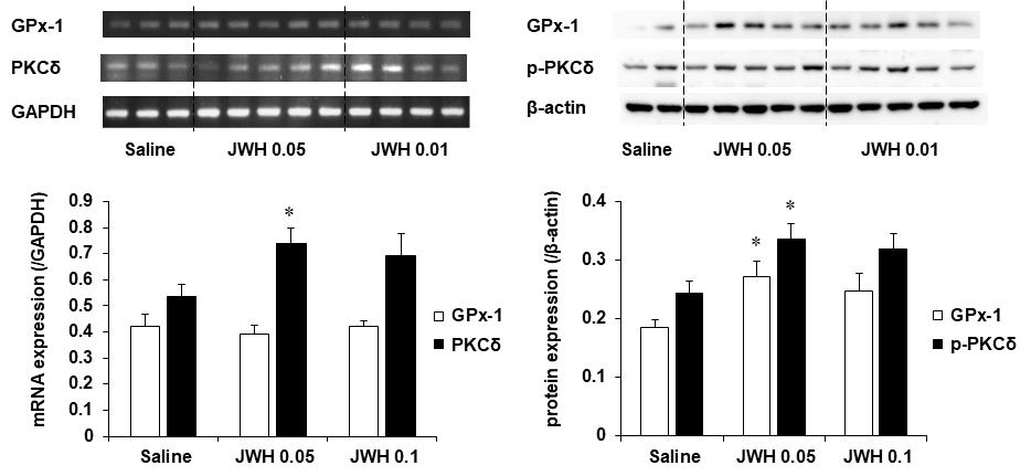 JWH-018 투여 후 행동민감화와 조건장소선호도를 평가한 야생형 생쥐 (C57BL/6 생쥐)의 선조체에서 GPx-1과 PKCδ mRNA 발현 및 GPx-1과 p-PKCδ 단백질 발현의 변화. JWH 0.05 or 0.1 = JWH-018 0.05 or 0.1 mg/kg, i.p. 각 수치는 5-7 마리의 평균 ± 표준오차임. *P<0.05 vs. Saline (One-way ANOVA followed by PLSD test)