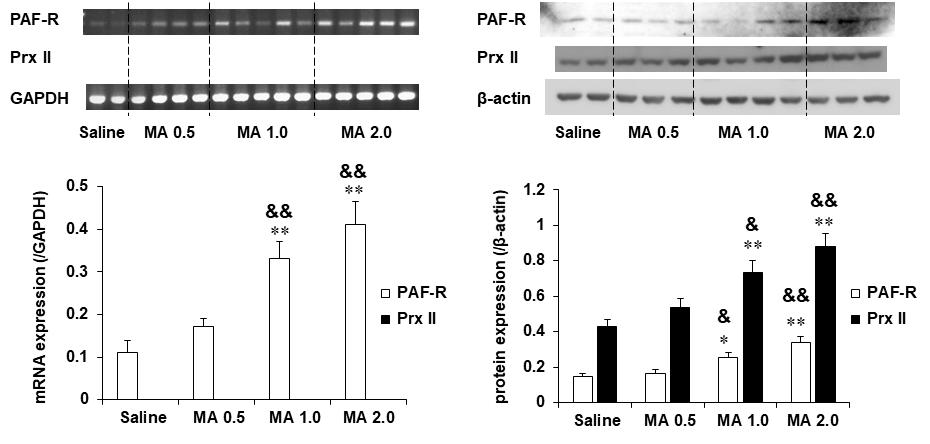 메트암페타민 투여 후 행동민감화와 조건장소선호도를 평가한 야생형 생쥐 (C57BL/6 생쥐)의 선조체에서 PAF-R 및 Prx II의 mRNA와 단백질 발현의 변화. MA 0.5, 1.0 or 2.0 = 메트암페타민 0.5, 1.0 or 2.0 mg/kg, i.p. 각 수치는 5-8 마리의 평균 ± 표준오차임. *P<0.05, **P<0.01 vs. Saline; &P<0.05, &&P<0.01 vs. MA 0.5 (One-way ANOVA followed by PLSD test)