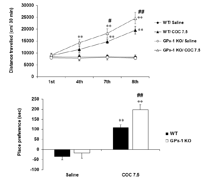 GPx-1 유전자 결핍 생쥐에서 코카인에 의한 행동민감화의 변화. KO = 유전자 결핍. COC 7.5 = 코카인 7.5 mg/kg, i.p. 각 수치는 5~8 마리의 평균 ± 표준오차임. **P<0.01 vs. corresponding Saline; #P<0.05, ##P<0.01 vs. WT/COC 7.5 (Three-way or two-way ANOVA followed by PLSD test)