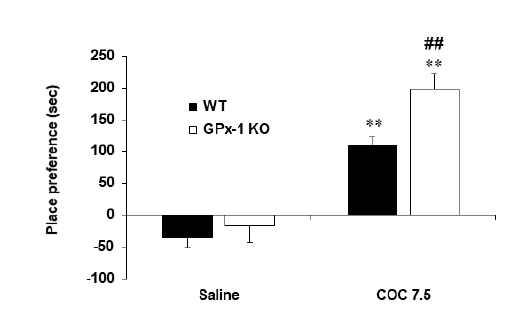 GPx-1 유전자 결핍 생쥐에서 코카인에 의한 조건장소선호도의 변화. KO = 유전자 결핍. COC 7.5 = 코카인 7.5 mg/kg, i.p. 각 수치는 5~8 마리의 평균 ± 표준오차임. *P<0.05, **P<0.01 vs. corresponding Saline; #P<0.05 vs. WT/COC 7.5 (Two-way ANOVA followed by PLSD test)