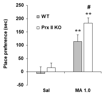 Prx II 유전자 결핍 생쥐에서 메트암 페타민에 의한 조건장소선호도의 변화. KO = 유전자 결핍. MA 1.0 = 메트암페타민 1.0 mg/kg, i.p. 각 수치는 7-19 마리의 평균 ± 표준오차임. **P<0.01 vs. Corresponding Saline; #P<0.05 vs. WT/MA 1.0 (Two-way ANOVA followed by PLSD test)