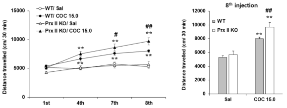 Prx II 유전자 결핍 생쥐에서 코카인에 의한 행동민감화의 변화. KO = 유전자 결핍. COC 15.0 = 코카인 15.0 mg/kg, i.p. 각 수치는 7-16 마리의 평균 ± 표준오차임. **P<0.01 vs. Corresponding Saline; #P<0.05, ##P<0.01 vs. WT/COC 15.0 (Two-way or three-way ANOVA followed by PLSD test)