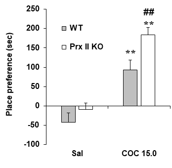 Prx II 유전자 결핍 생쥐에서 코카인에 의한 조건장소선호도의 변화. KO = 유전자 결핍. COC 15.0 = 코카인 15.0 mg/kg, i.p. 각 수치는 14-16 마리의 평균 ± 표준오차임. **P<0.01 vs. Corresponding Saline; ##P<0.01 vs. WT/COC 15.0 (Two-way ANOVA followed by PLSD test)