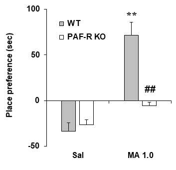 PAFR 유전자 결핍 생쥐에서 메트암페타민에 의한 조건장소선호도의 변화. KO = 유전자 결핍. MA 1.0 = 메트암페타민 1.0 mg/kg, i.p. 각 수치는 7-19 마리의 평균 ± 표준오차임. **P<0.01 vs. Corresponding Saline; #P<0.05 vs. WT/MA 1.0 (Two-way ANOVA followed by PLSD test)