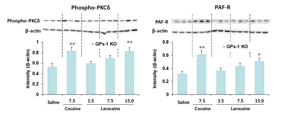 GPx-1 유전자 결핍 생쥐의 선조체에서 larocaine에 의한 phospho-PKCδ와 PAFR 발현의 변화. KO = 유전자 결핍. 각 수치는 4-5 마리의 평균 ± 표준오차임. *P<0.05, **P<0.01 vs. Saline (One-way ANOVA followed by PLSD test)