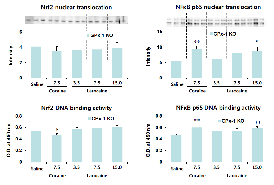 GPx-1 유전자 결핍 생쥐의 선조체에서 larocaine에 의한 Nrf2와 NFκB의 핵내이동과 DNA binding activity의 변화. KO = 유전자 결핍. 각 수치는 4-6 마리의 평균 ± 표준오차임. *P<0.05, **P<0.01 vs. Saline (One-way ANOVA followed by PLSD test)