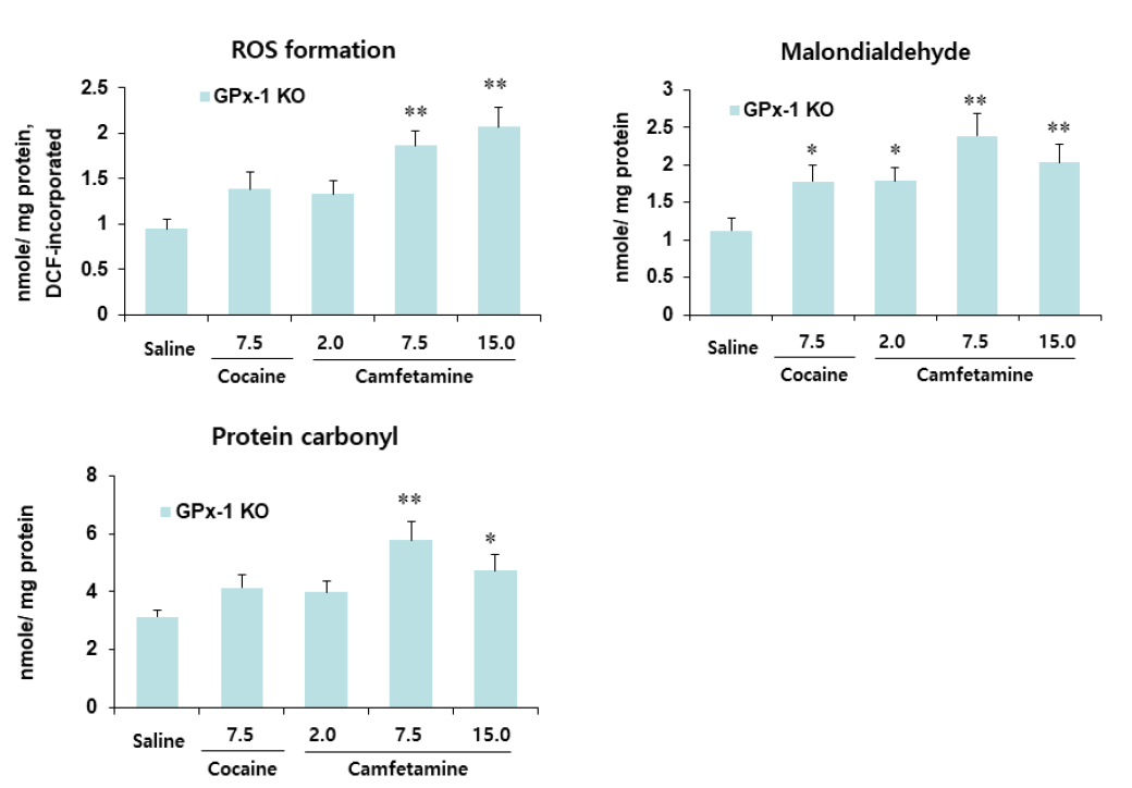 GPx-1 유전자 결핍 생쥐의 선조체에서 camfetamine에 의한 산화적 스트레스 지표의 변화. KO = 유전자 결핍. 각 수치는 6 마리의 평균 ± 표준오차임. *P<0.05, **P<0.01 vs. Saline (One-way ANOVA followed by PLSD test)