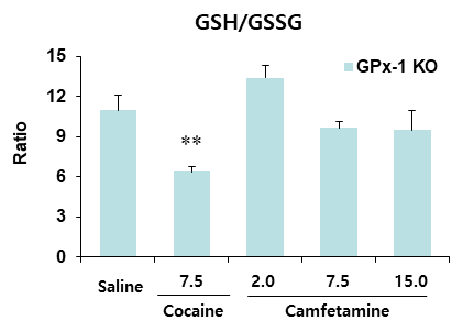 GPx-1 유전자 결핍 생쥐의 선조체에서 camfetamine에 의한 GSH/GSSG의 변화. KO = 유전자 결핍. 각 수치는 6 마리의 평균 ± 표준 오차임. **P<0.01 vs. Saline (One-way ANOVA followed by PLSD test)