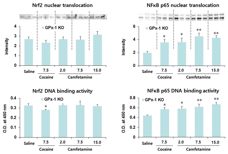 GPx-1 유전자 결핍 생쥐의 선조체에서 camfetamine에 의한 Nrf2와 NFκB의 핵내이동과 DNA binding activity의 변화. KO = 유전자 결핍. 각 수치는 4-6 마리의 평균 ± 표준 오차임. *P<0.05, **P<0.01 vs. Saline (One-way ANOVA followed by PLSD test)