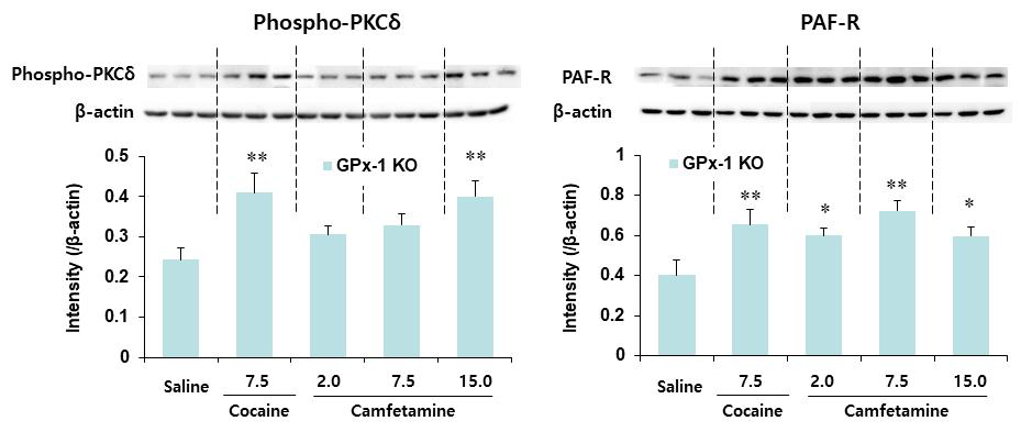 GPx-1 유전자 결핍 생쥐의 선조체에서 camfetamine에 의한 phospho-PKCδ와 PAF-R 발현의 변화. KO = 유전자 결핍. 각 수치는 4-5 마리의 평균 ± 표준오차임. *P<0.05, **P<0.01 vs. Saline (One-way ANOVA followed by PLSD test)