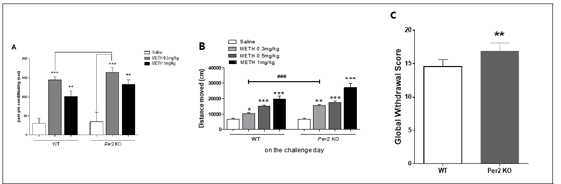 Per2 KO동물에서 methamphetamine에 대한 조건장소선호도(A), 행동민감화(B), 금단증상(C)