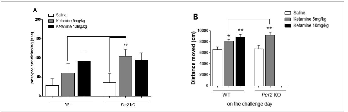 Per2 KO동물에서 ketamine에 대한 조건장소선호도(A), 행동민감화(B)