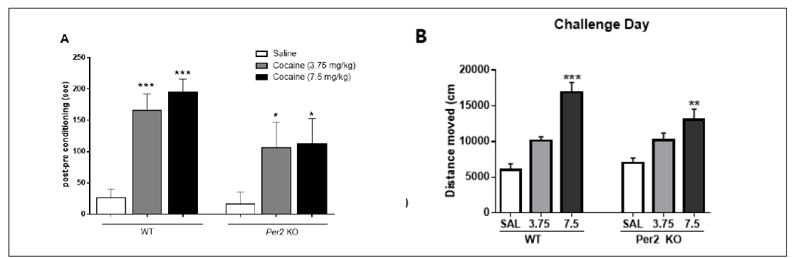 Per2 KO동물에서 cocaine에 대한 조건장소선호도(A), 행동민감화(B)