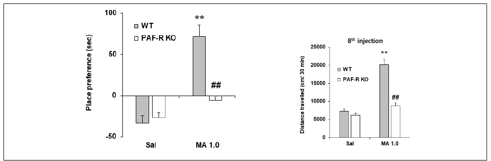 PAF-R KO동물에서 메트암페타민에 대한 조건장소선호도(A), 행동민감화(B)