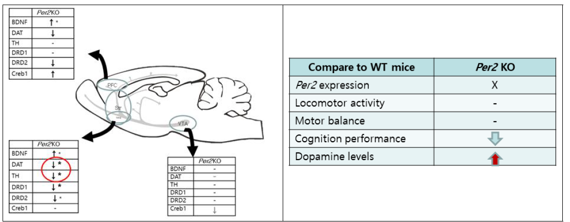 Per2 KO 동물의 행동학적 특성