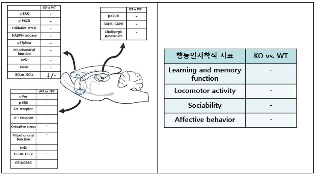 GPX-1 KO 동물의 신경학적 특성