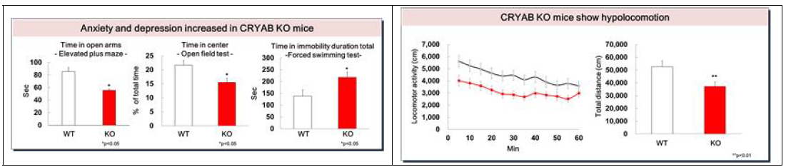 Cryab KO 동물의 신경학적 특성