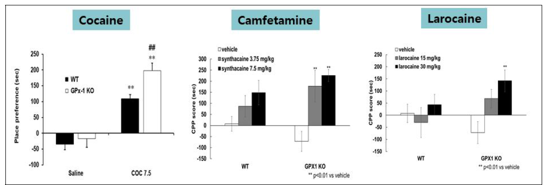 GPX-1 KO 동물에서 코카인류에 대한 조건장소선호도시험