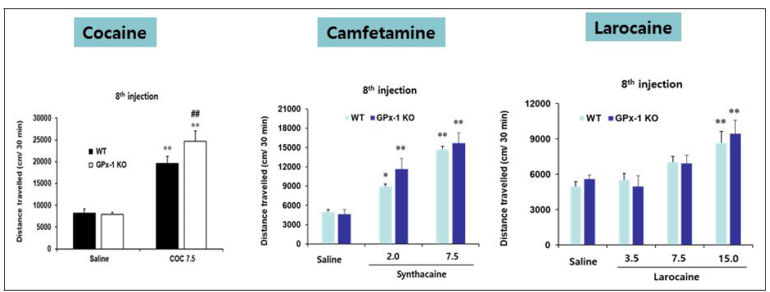 GPX-1 KO 동물에서 코카인류에 대한 행동민감화시험